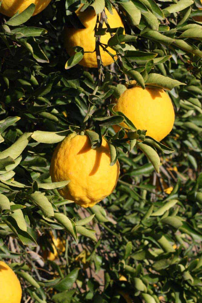              Fruit (Riverside, CA)       